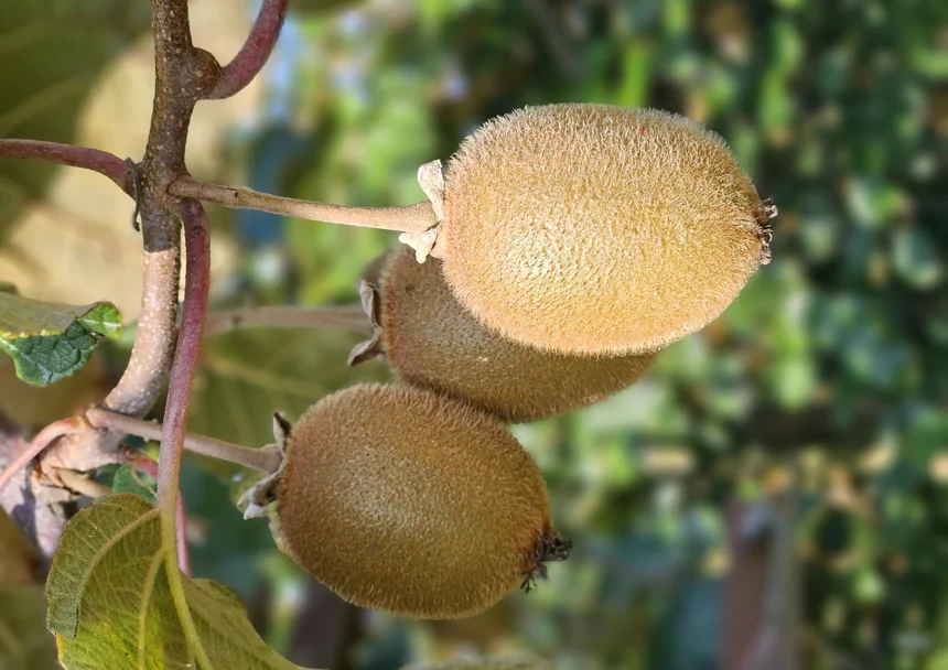 SCAAP Kiwis Fruits de France