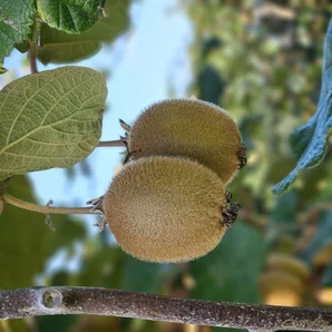 SCAAP Kiwis Fruits de France